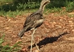 Macleay Island Birds Macleay Island Birds